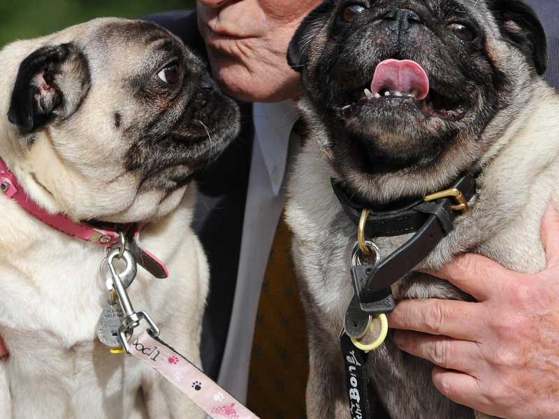 Il bulldog di David Amess è il cane dell'anno