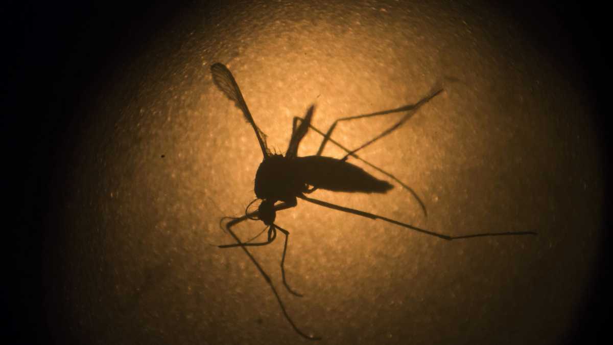 Immagine di Oltre il Covid. La galassia dei virus che “tramano” contro l’uomo