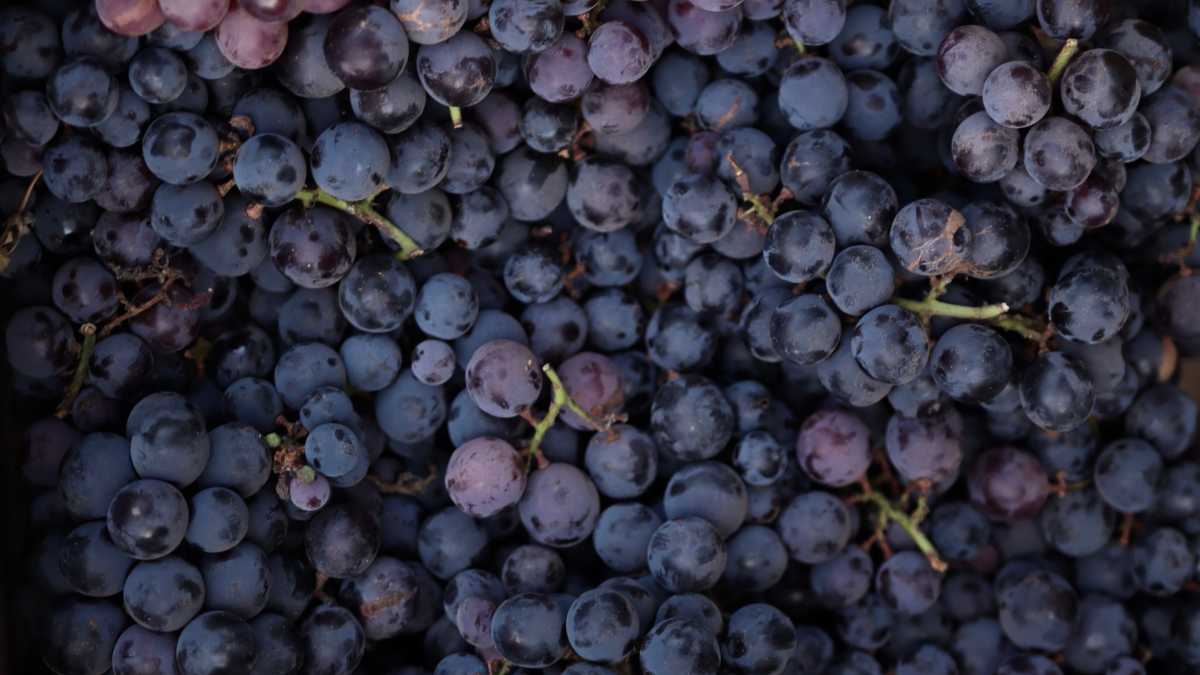Immagine di L'onda moralistica ha trasformato anche il vino da piacere a predicozzo