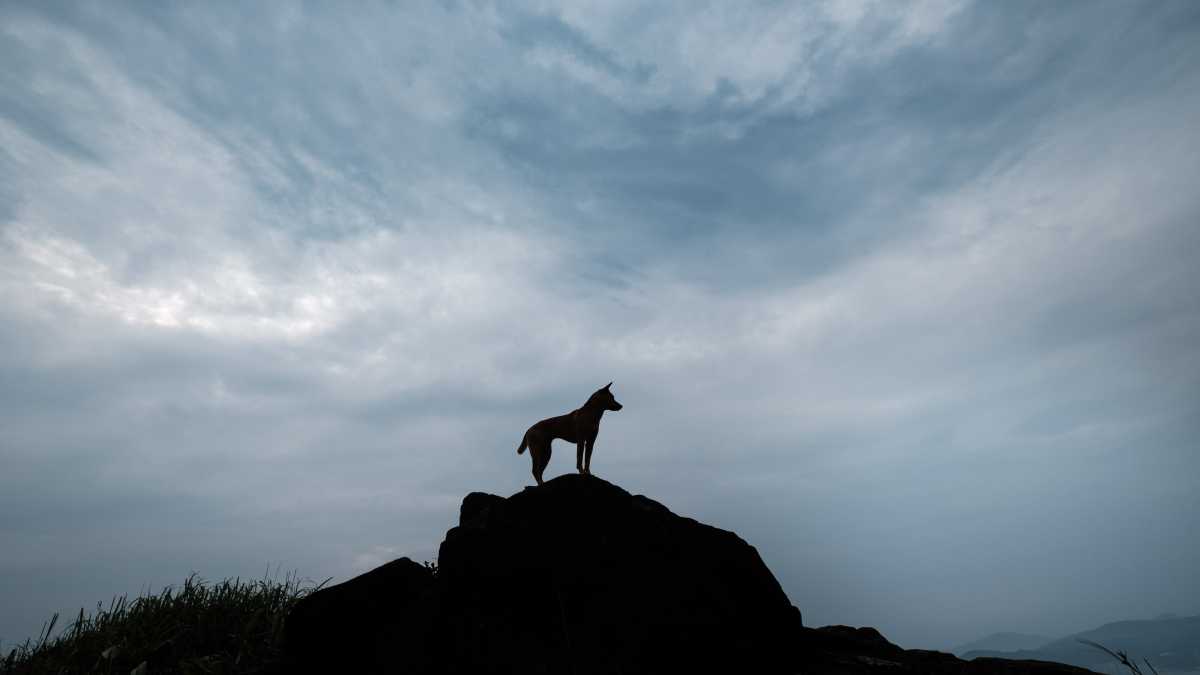 Immagine di La felicità del lupo e di chi cerca il rifugio, il nuovo libro di Paolo Cognetti