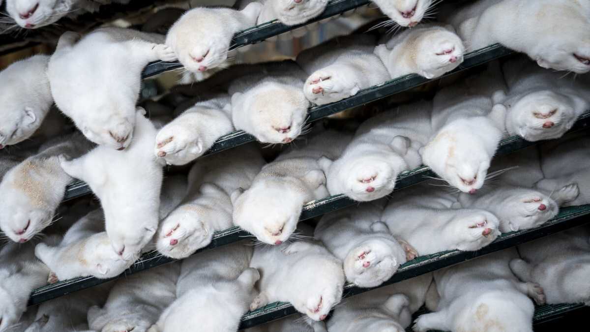 Immagine di Che disastro i visoni in Danimarca