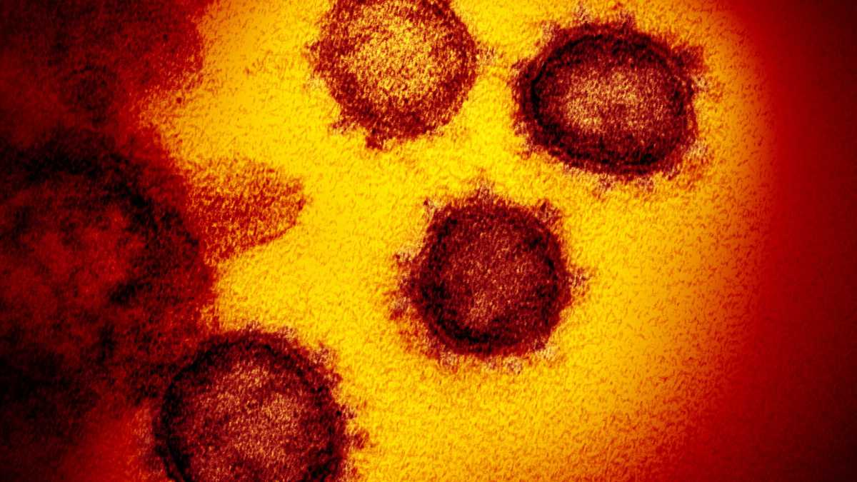 Immagine di Per sconfiggere la pandemia meglio contare sulle precauzioni che sull’evoluzione del virus