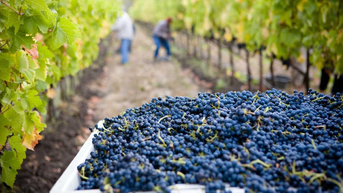 Immagine di La fedeltà al dio verde costa cara ai vignaioli bio