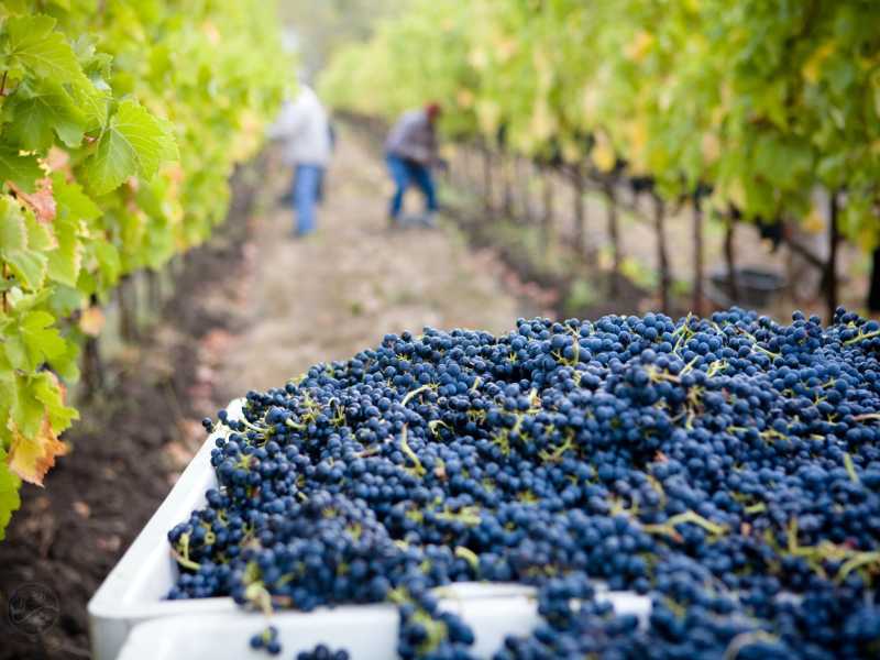 Photo by Lasseter Winery on Unsplash <br />