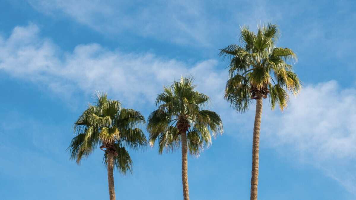 Immagine di Di palme e di banani. Qualche osservazione sullo scambio tra Grasso e Montanari