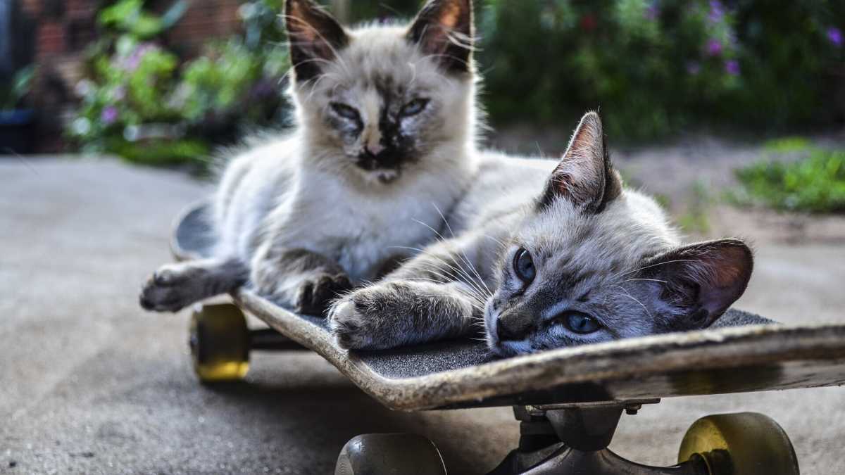 Immagine di Il desiderio di sfogarsi con una rissa, e quel gatto sullo skateboard che lo fa scemare