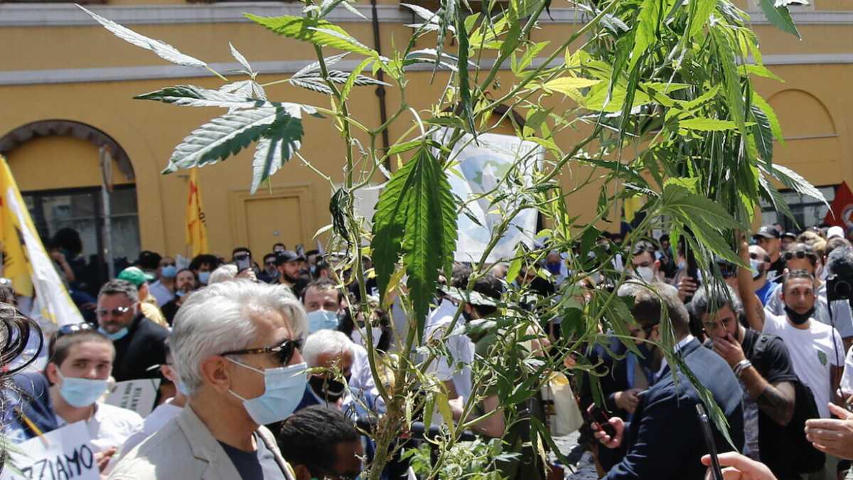 Immagine di La guerra alla droga non è cosa da conservatori con il senso della misura