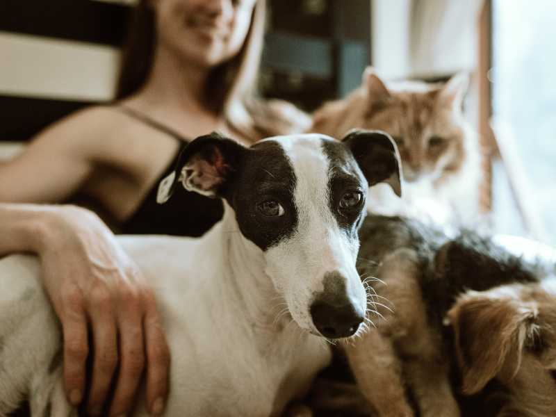 Cari animalisti, il problema non sono le parole del Papa ma le follie della pet economy
