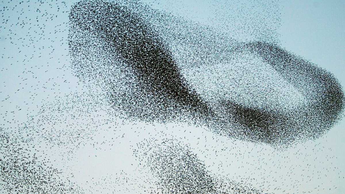 Immagine di Elogio del gregge, che in pandemia si sta comportando benissimo
