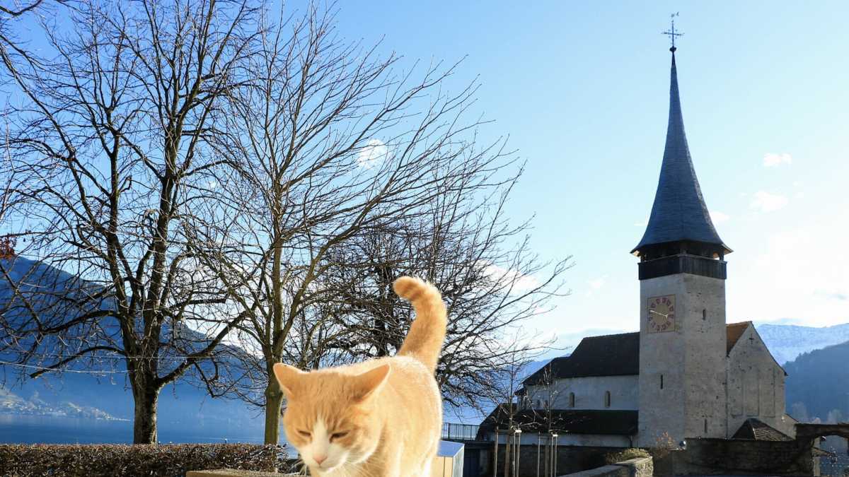 Immagine di Il teologo cattoanimalista si veste come un gattaro medio, preferisce mimetizzarsi