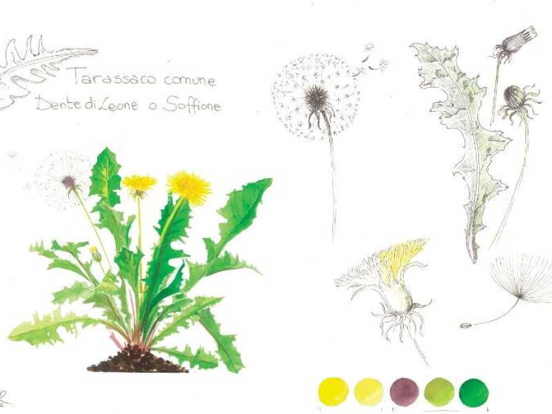 Illustrazione di Ornella Ricci&nbsp;<br />