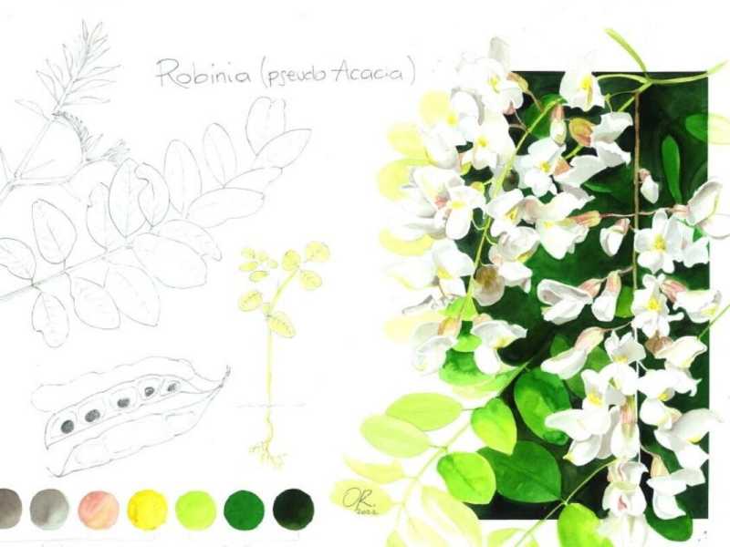 Illustrazione di Ornella Ricci &nbsp;<br />