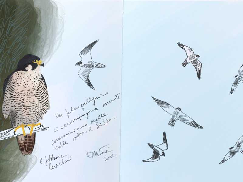 Illustrazione di Elisabetta Mitrovic