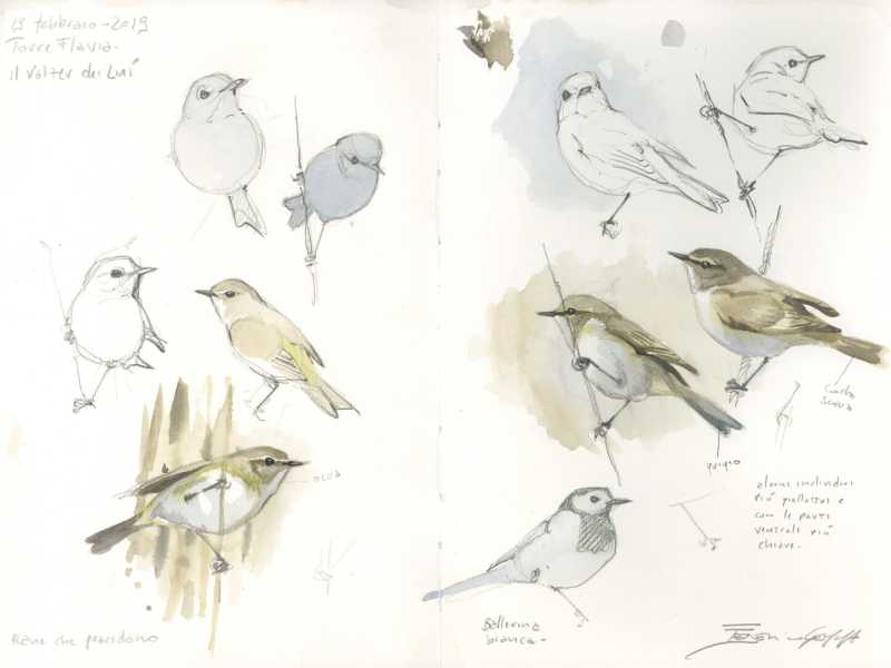<span style="color: rgb(34, 34, 34); font-size: small;"> illustrazione di Federico Gemma </span>