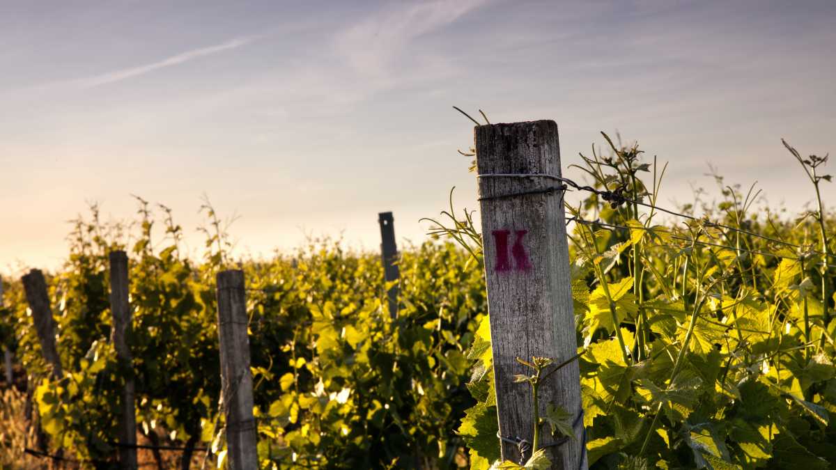 Immagine di Ora tocca al Senato chiudere la partita dell'agricoltura biodinamica