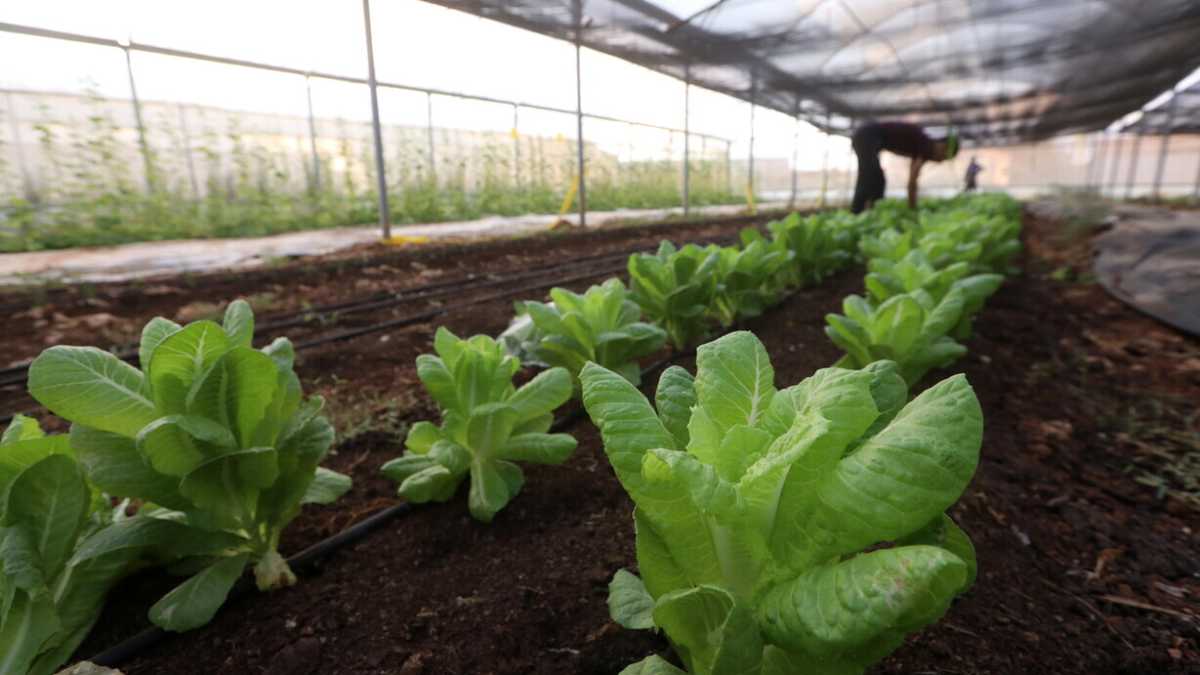 Immagine di Perché non si può applicare il metodo scientifico alla biodinamica