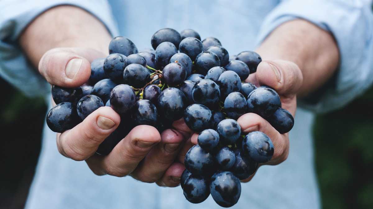 Immagine di L'Ue ha capito che l'educazione alimentare non si fa con le etichette