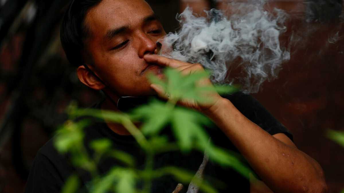 Immagine di Un vero conservatore è realista e pessimista. Quindi sì alla cannabis legale