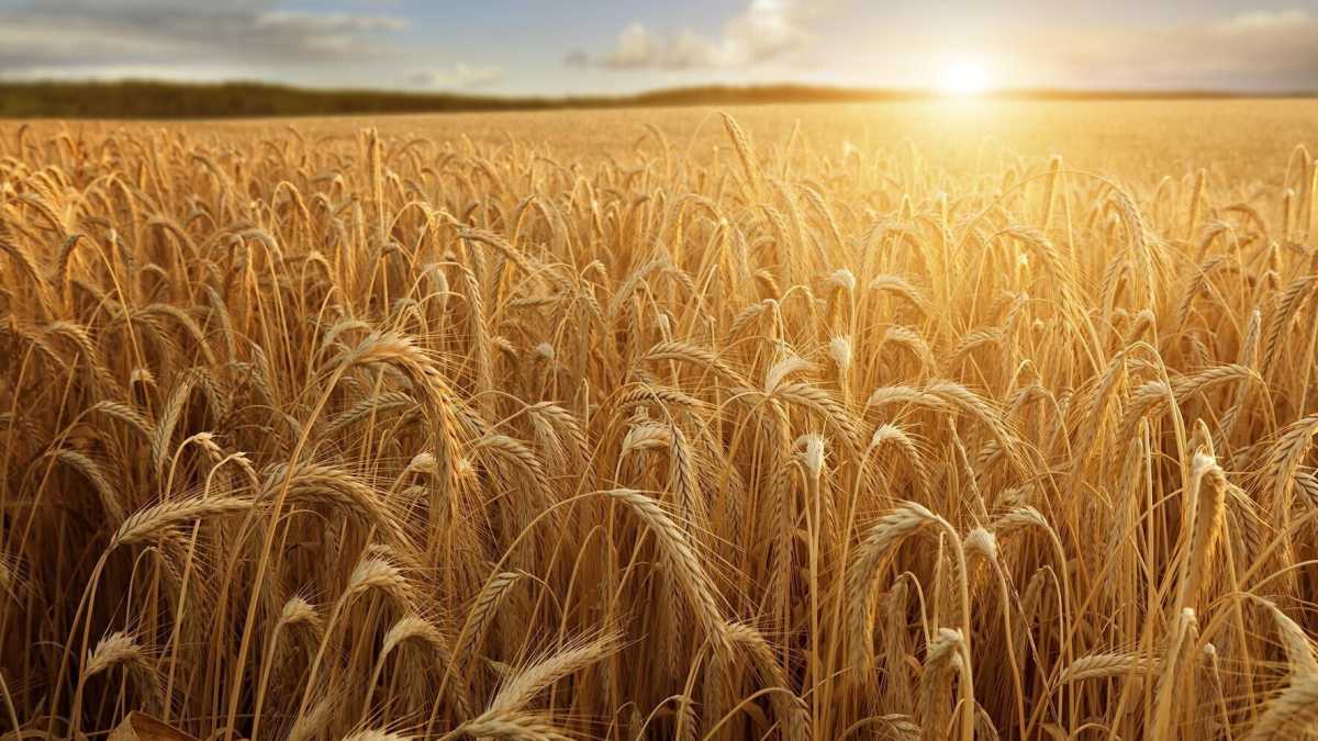 Immagine di Ucraina-Russia, non solo gas: il conflitto fa salire anche il prezzo del grano