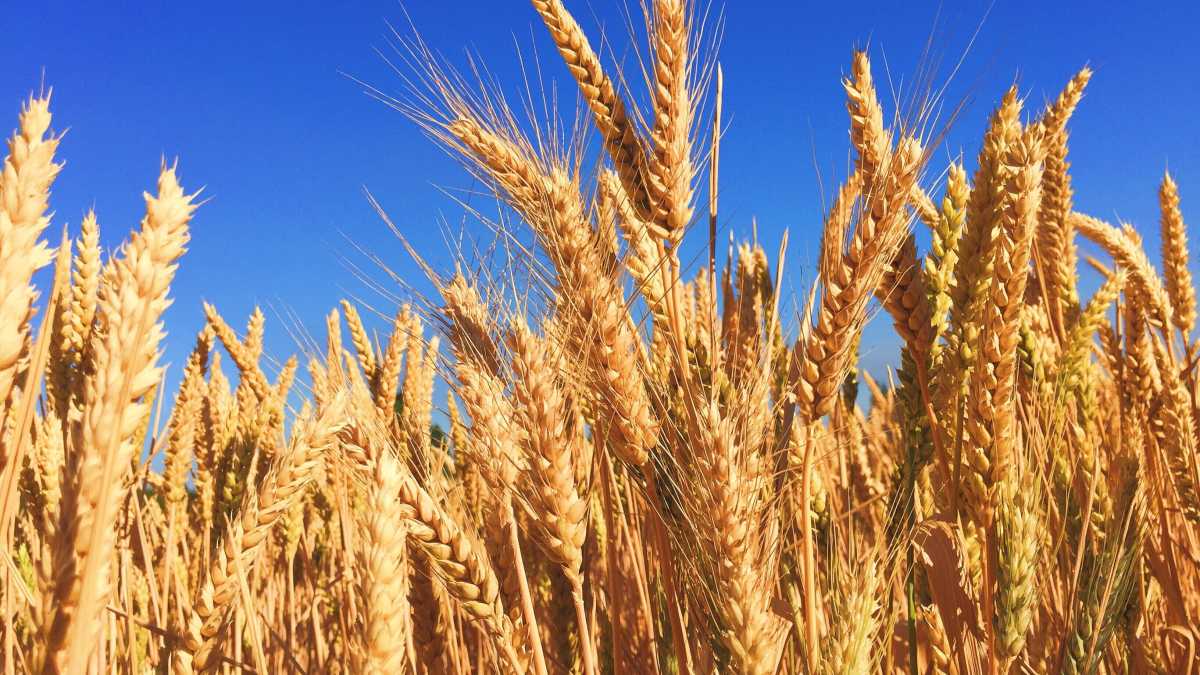 Immagine di La guerra non mette in difficoltà l’industria di pasta e dolci. I prezzi, sì
