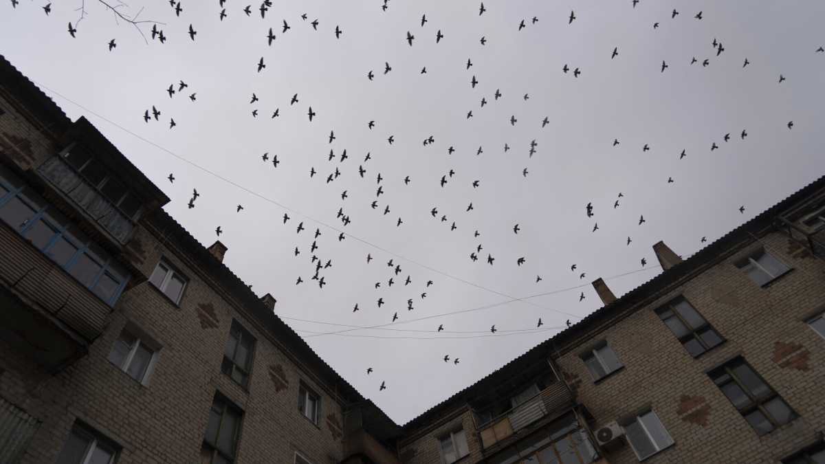 Immagine di I problemi e i rischi di una “no fly zone” in Ucraina