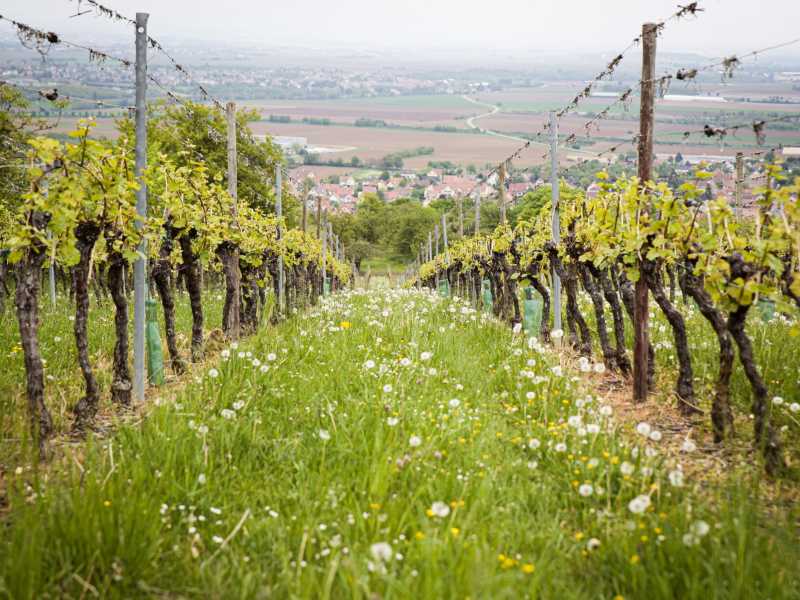 Sì alla legge sull’agricoltura biologica, ora via il biodinamico