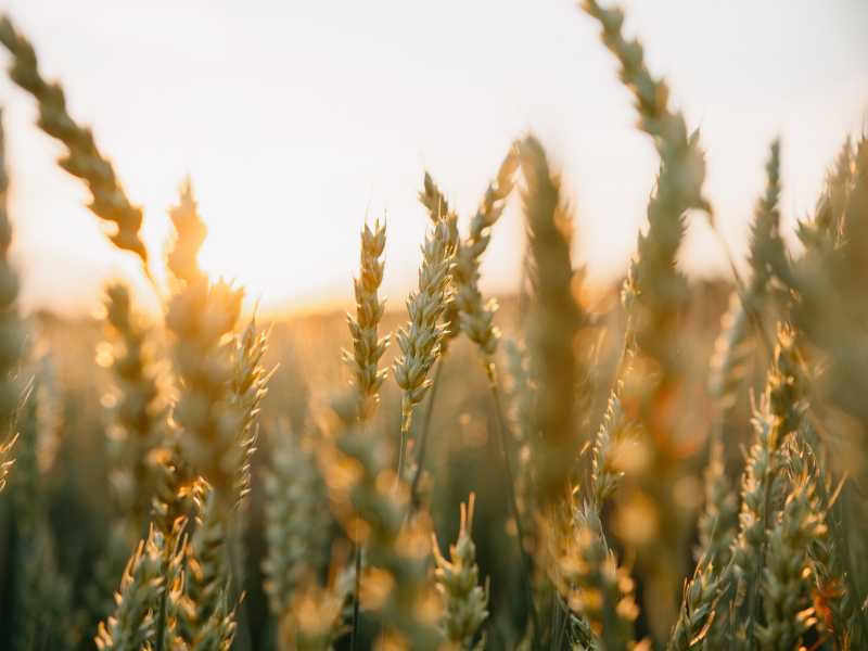 (foto Unsplash)
