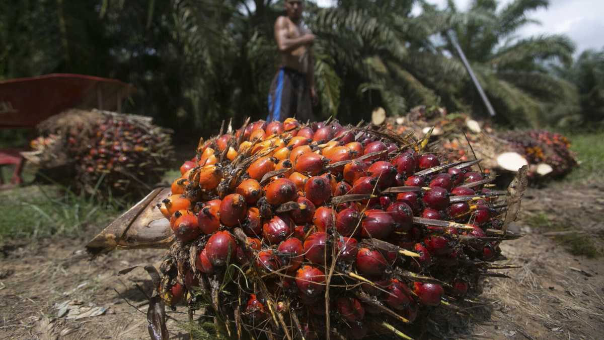 Immagine di Il prezzo dell'olio aumenta per la guerra in Ucraina. E rispunta quello di palma