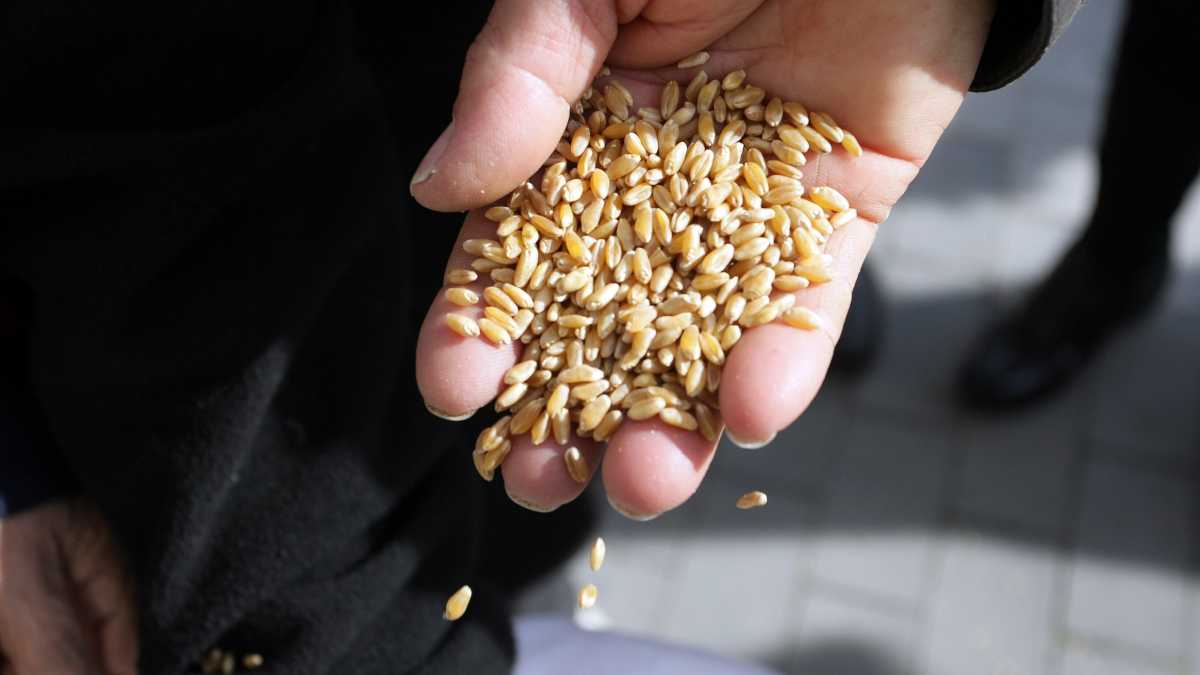 Immagine di La guerra? L’allarme sugli alimenti è ancora fortemente esagerato