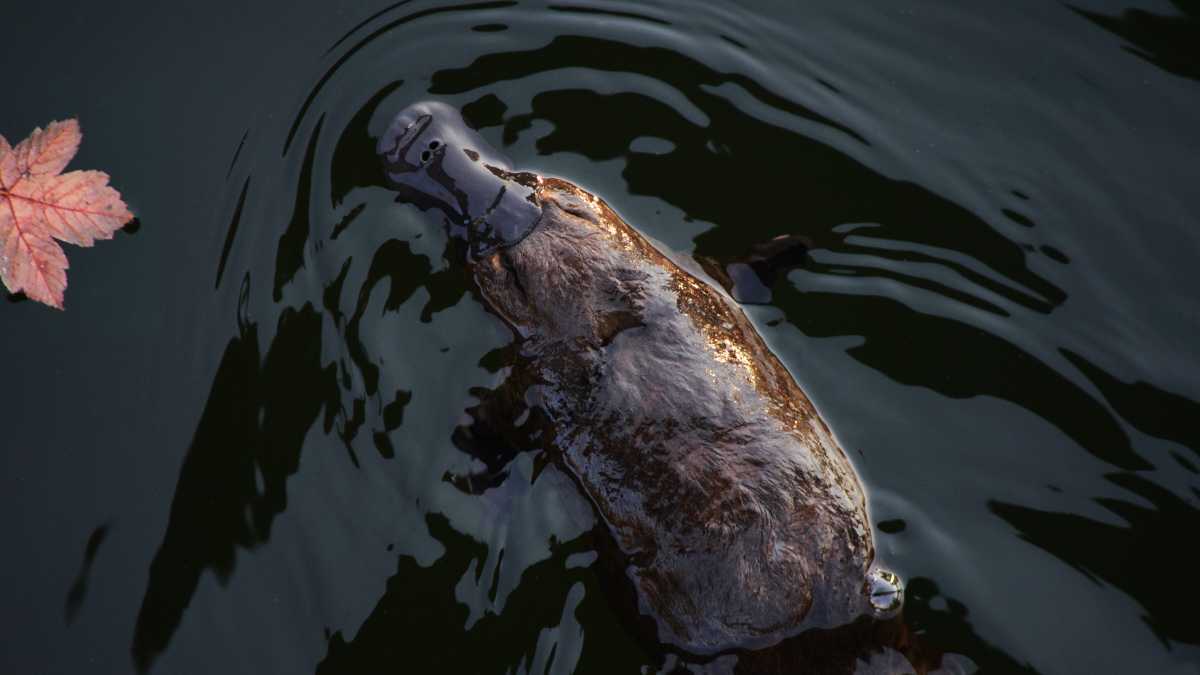 Immagine di La sinistra ornitorinco