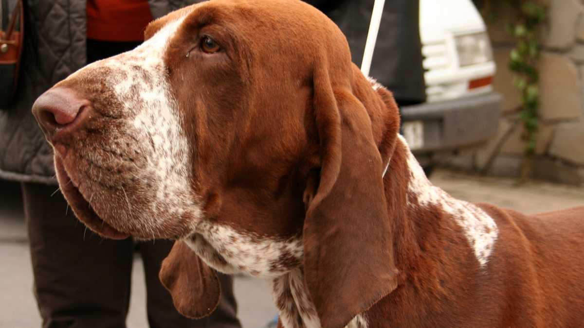 Immagine di Lode al bracco, cane da caccia in un paese di mamme di chihuahua