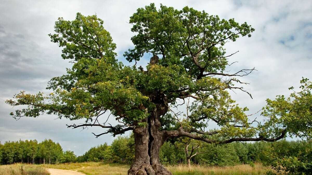 Immagine di La russofobia vegetale e la quercia di Turgenev