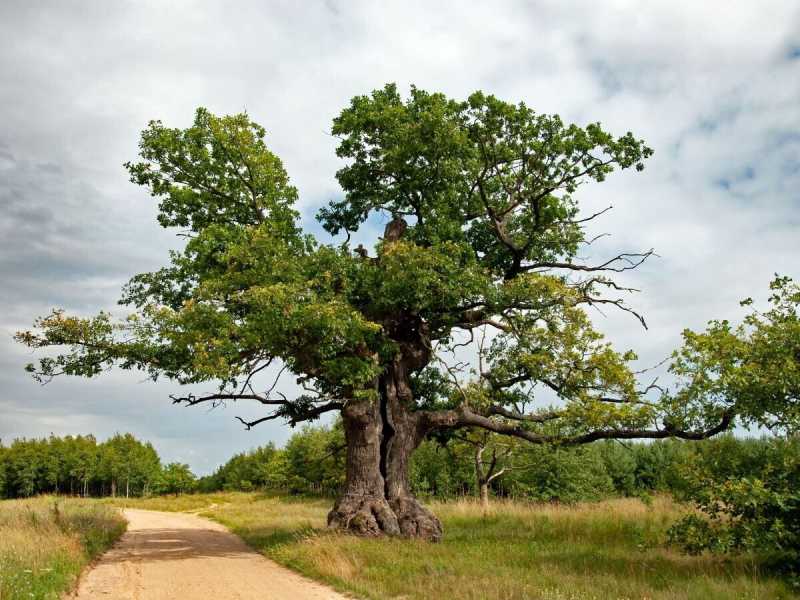 La russofobia vegetale e la quercia di Turgenev