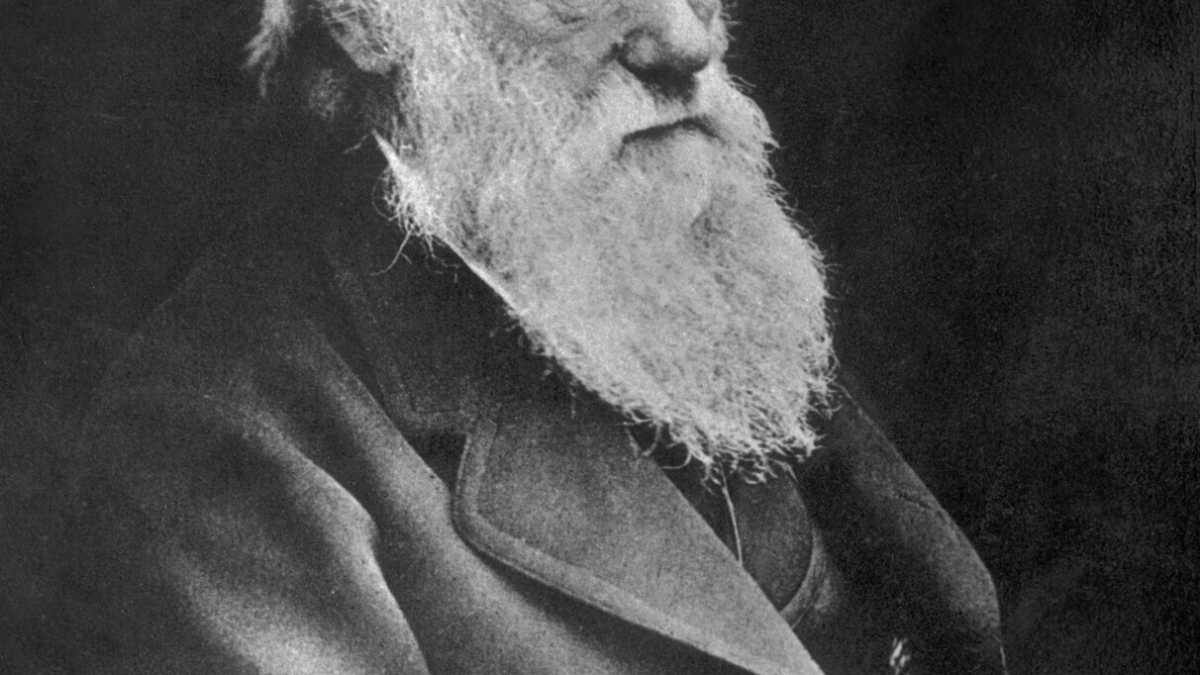 Immagine di Santissima evoluzione