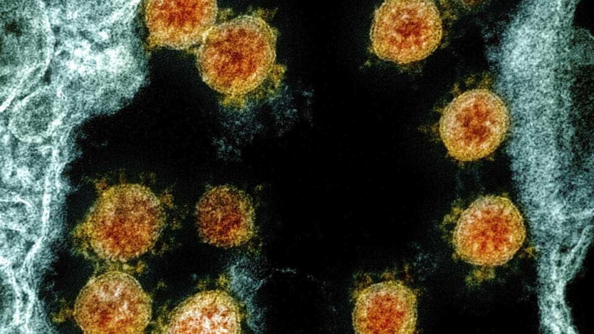 Immagine di Si autoassemblano e proteggono ad ampio spettro. Ecco il futuro dei vaccini
