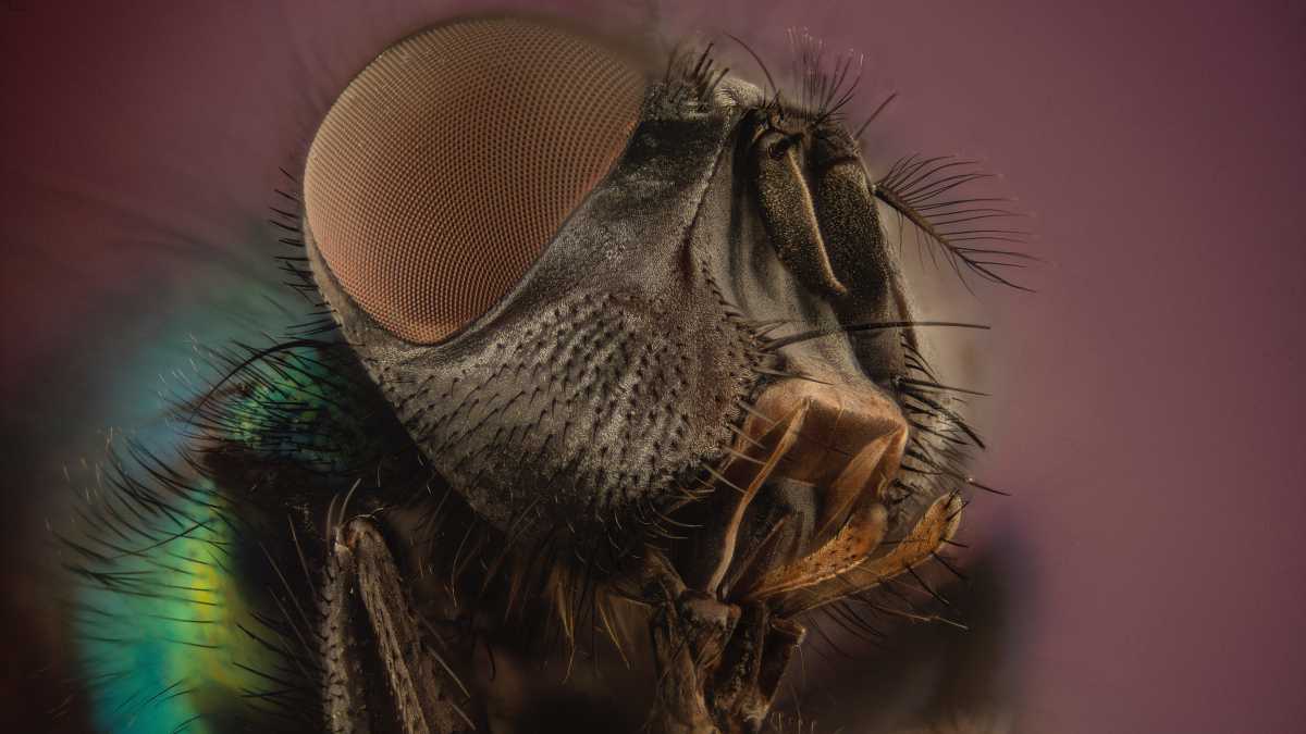 Immagine di Mosca d’autore. Quando il piccolo, banale, insetto è un protagonista letterario