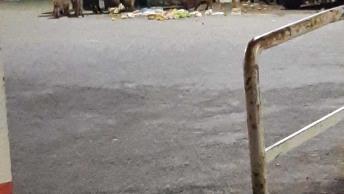 Immagine di I cinghiali di Gualtieri sono più cattivi. Una donna aggredita a Roma Nord: “Hanno quasi ucciso il mio cane”