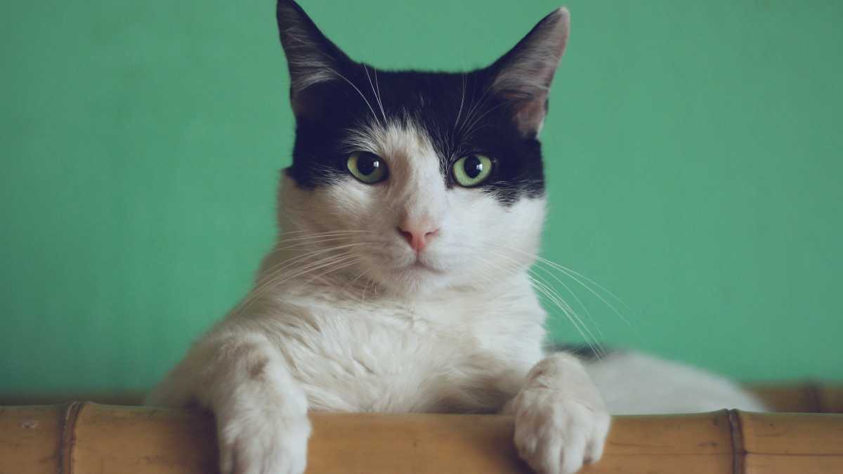 Immagine di La tentazione dello psicodramma e la superiorità del gatto