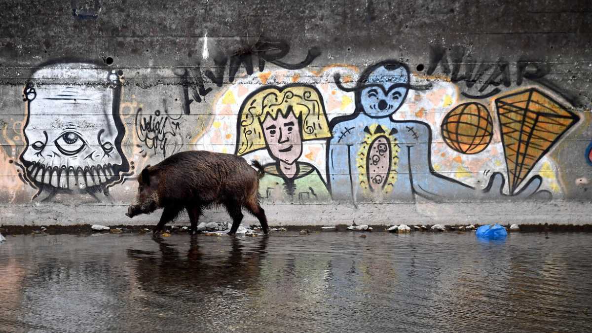 Immagine di A Roma il termovalorizzatore serve (anche) per i cinghiali
