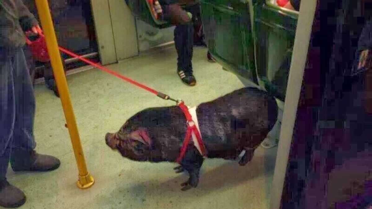 Immagine di Il quartiere Parioli è popolato di personaggi singolari