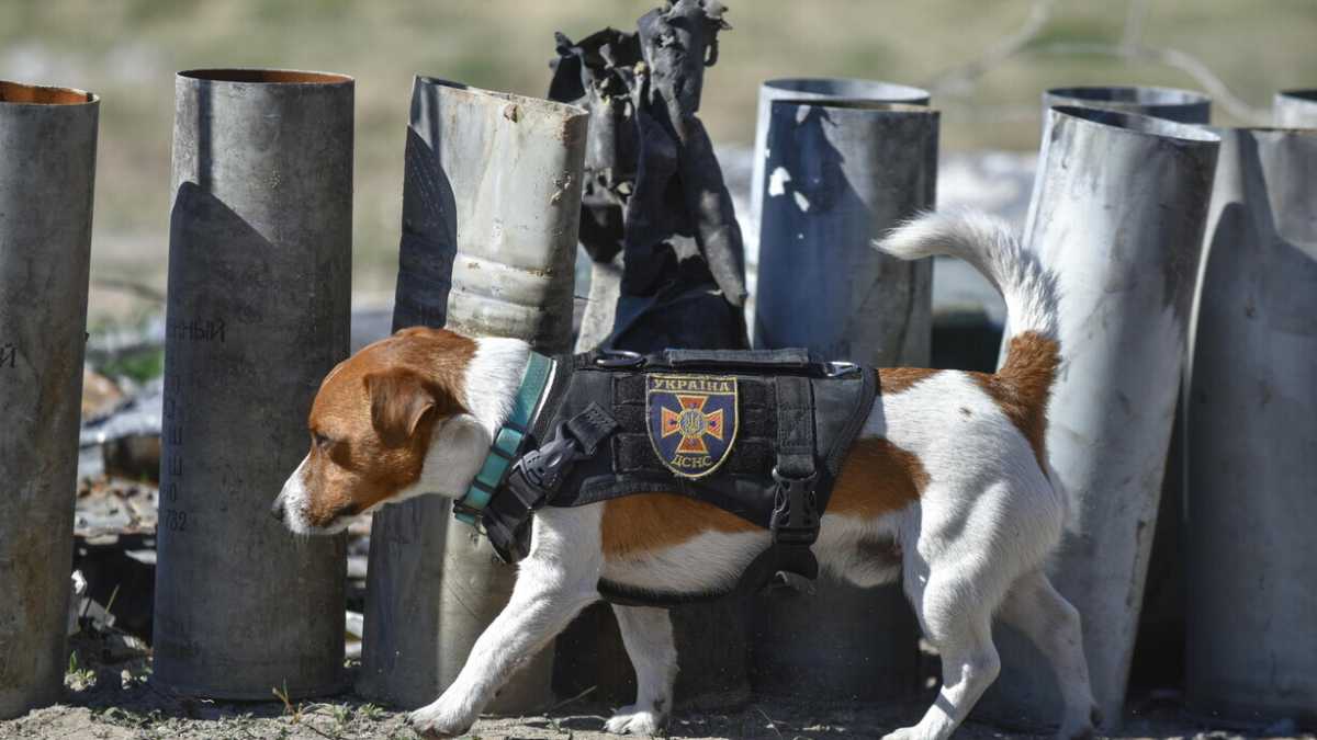 Immagine di Onore al cane sminatore e a tutti gli animali salvati dalla guerra