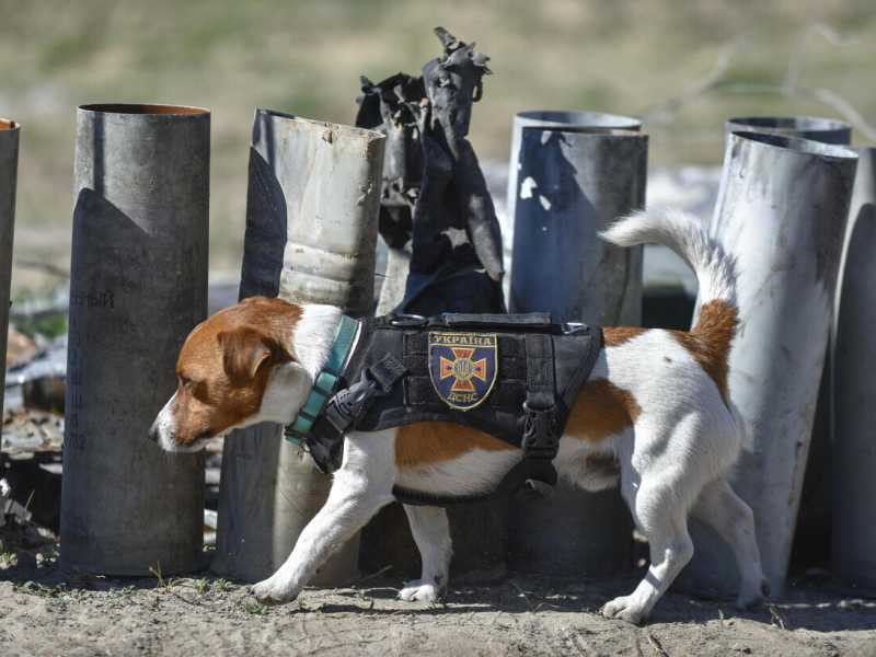Onore al cane sminatore e a tutti gli animali salvati dalla guerra