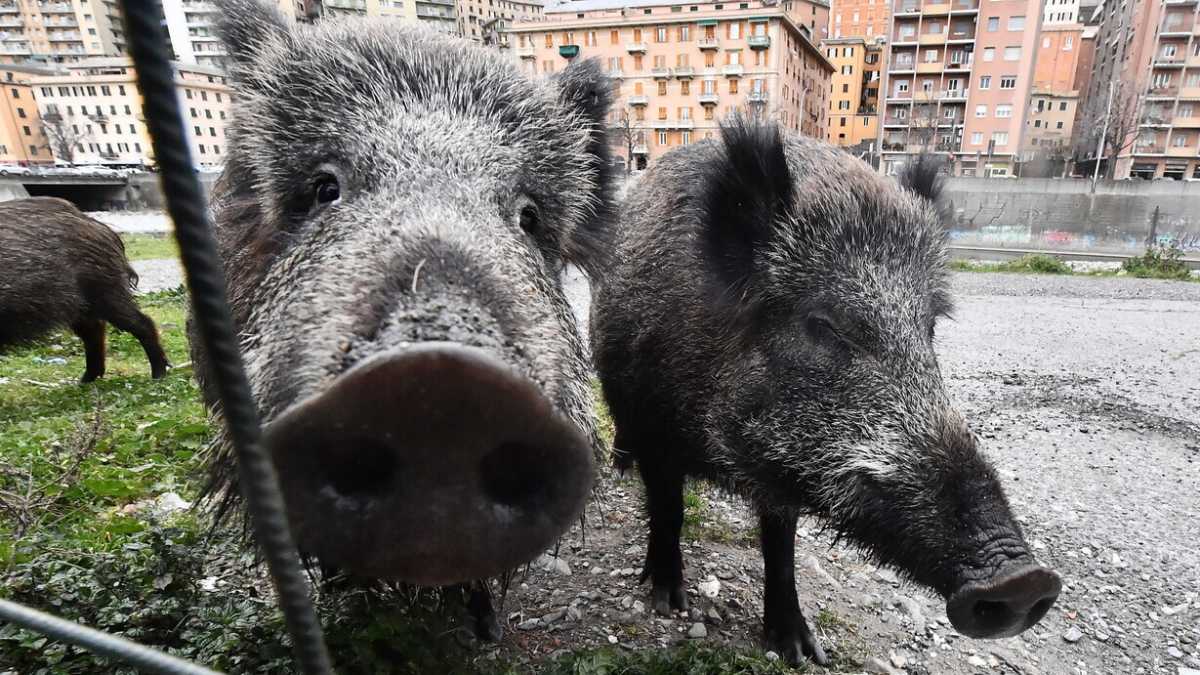 Immagine di La peste suina sgonfia l'invasione di cinghiali: a breve il piano abbattimenti