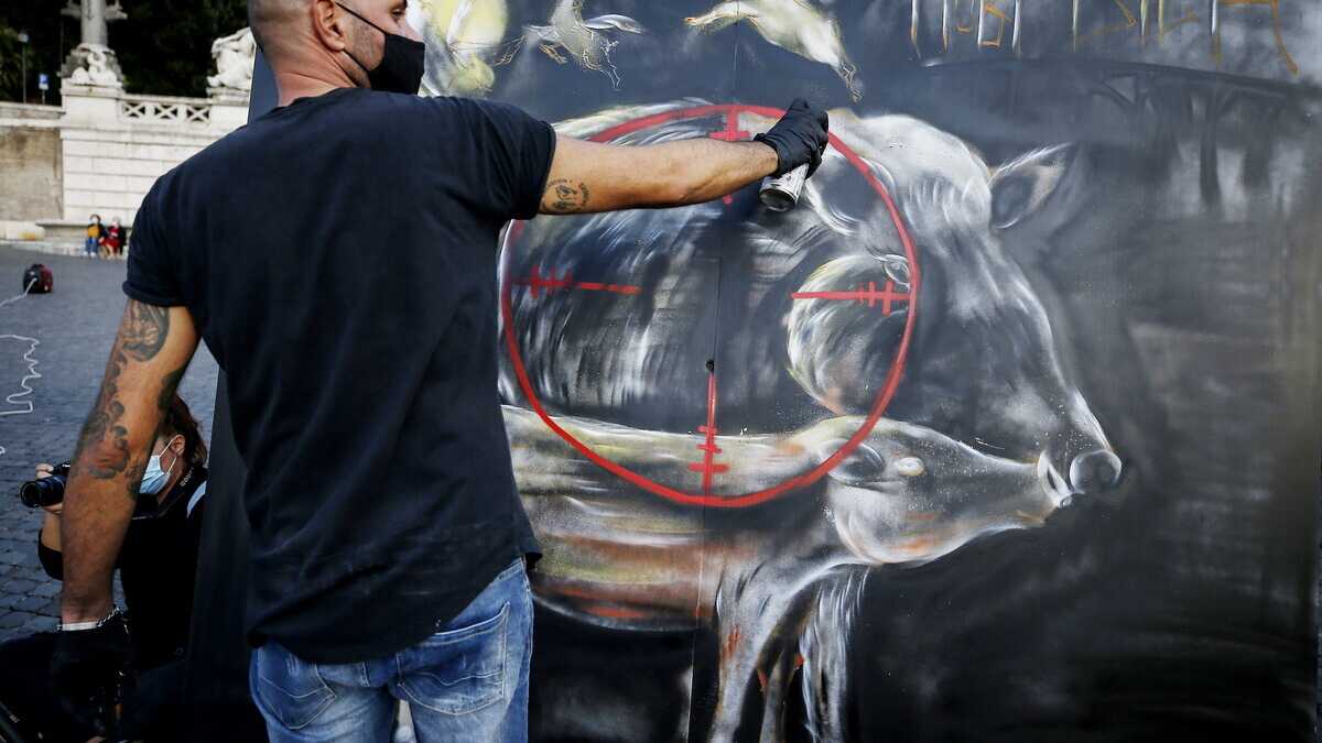 Immagine di L'era del cinghiale