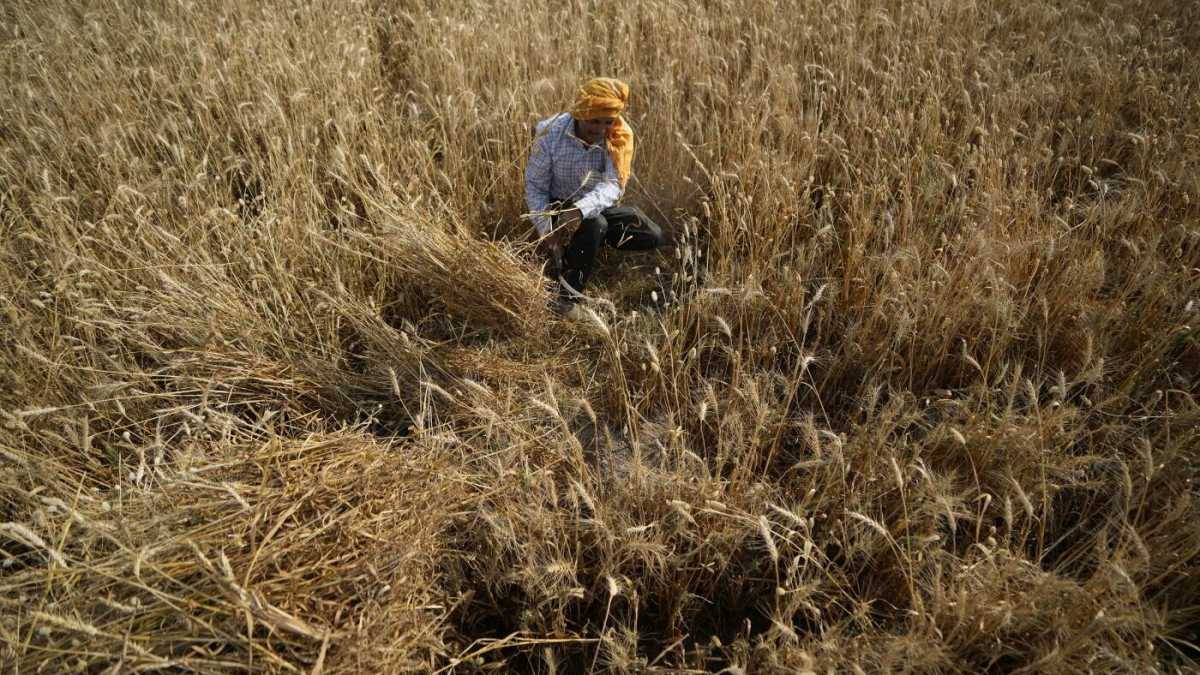 Immagine di La guerra del grano arriva fino all'Onu