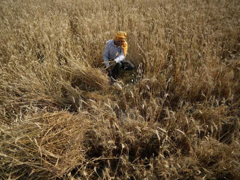 La guerra del grano arriva fino all'Onu