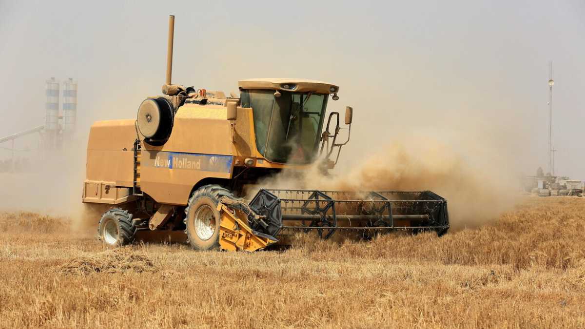 Immagine di Perché l’Italia non soffrirà il rincaro del prezzo del grano