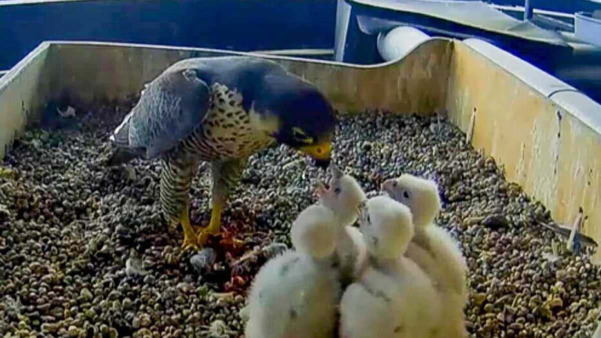 Immagine di Milano animale: come la città viene popolata da roditori, lupi e specie esotiche