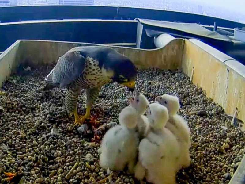Milano animale: come la città viene popolata da roditori, lupi e specie esotiche