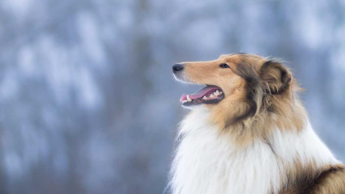 Immagine di Provo compassione per l'uomo che ha speso 15mila euro per trasformarsi in un cane
